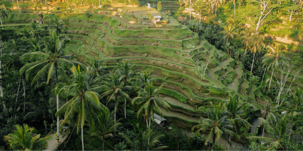 Ubud ATV, Rice Terrace, Swing & Tirta Empul Tour
